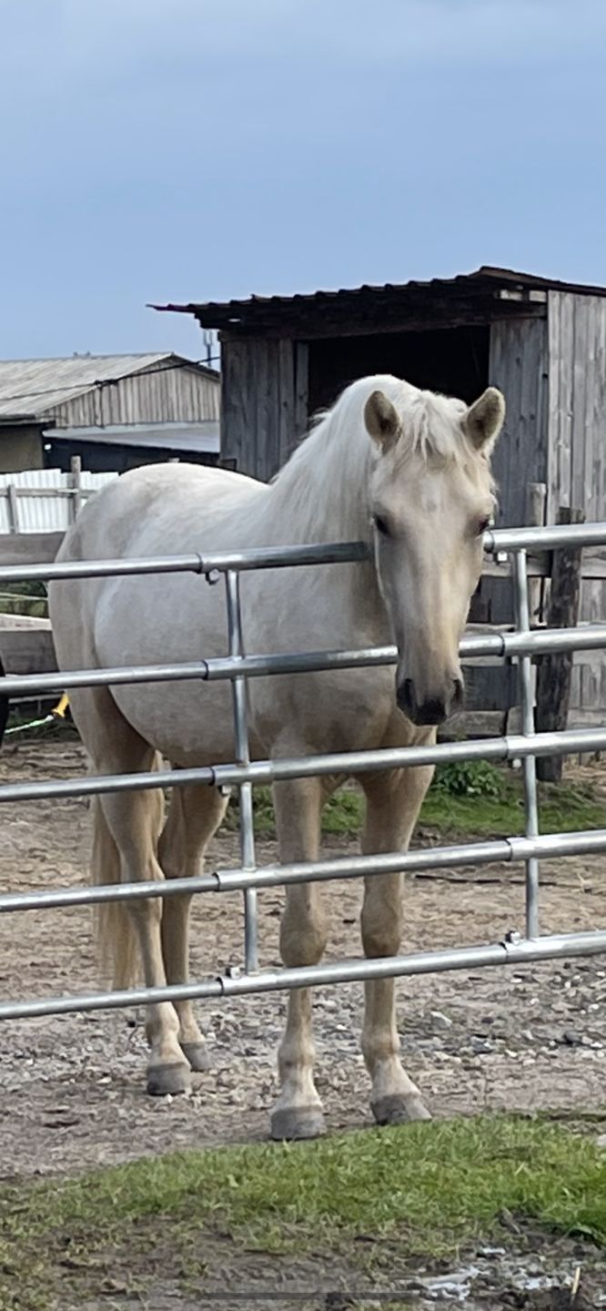 Customer photo review of Kristallkraft Brave Horse