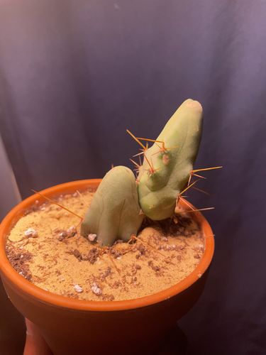 Customer photo review of Penis Cactus | Trichocereus bridgesii monstrose