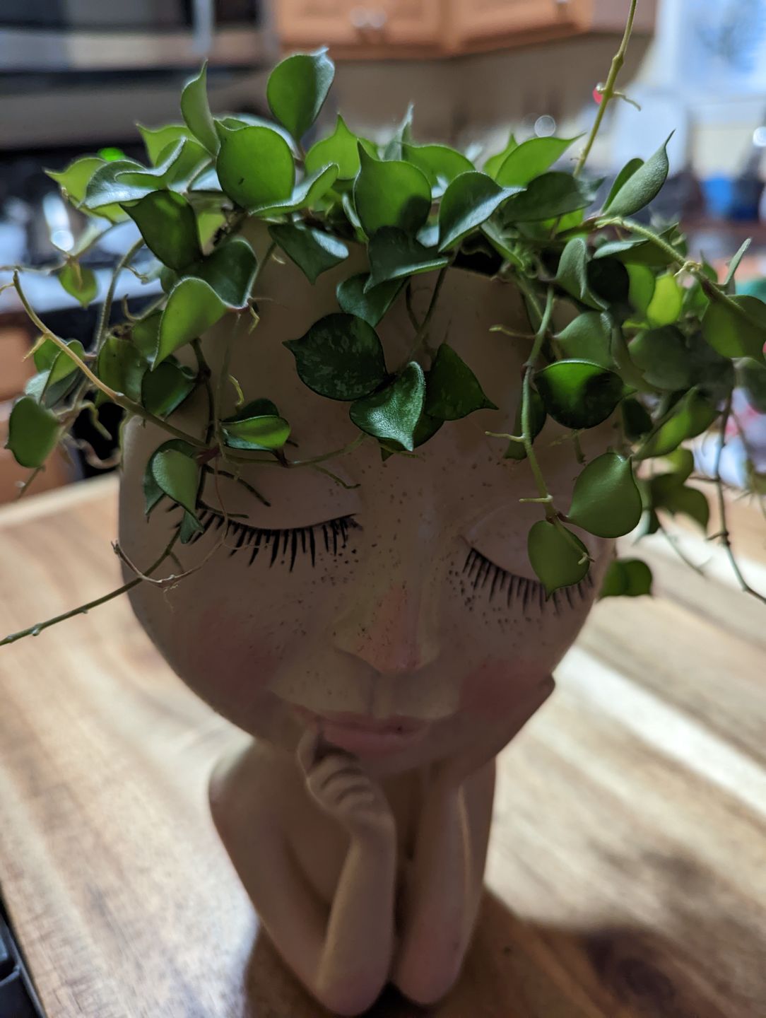 Customer photo review of 4" Hoya curtisii