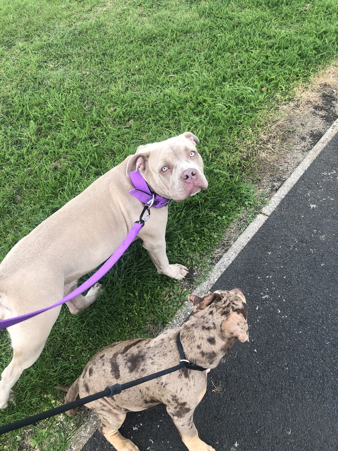 Customer photo review of Slip Lead | Anti-Pull & Anti-Choking Training Lead - Black v2.0