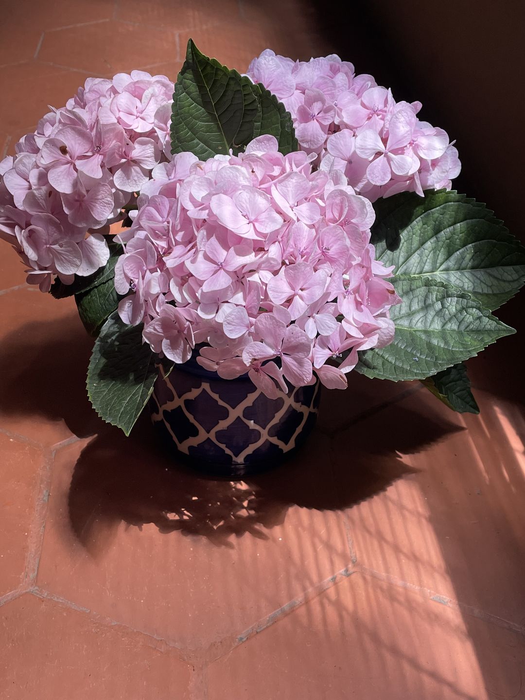 Customer photo review of Hydrangea