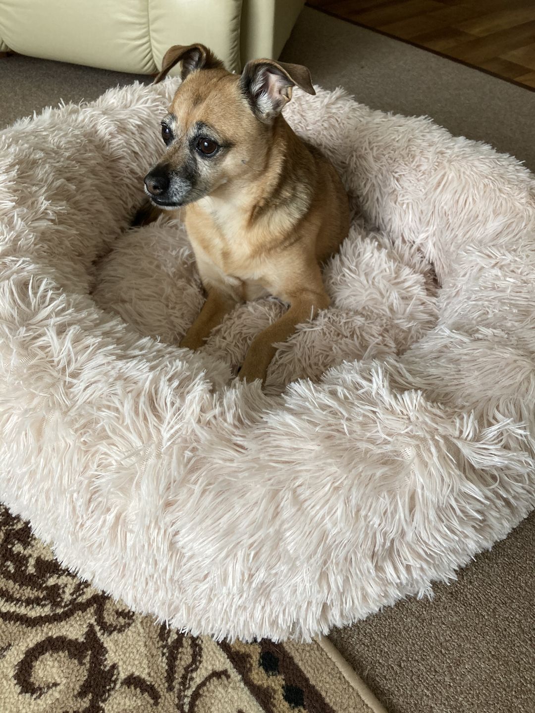 Customer photo review of Calming Dog Bed