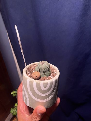 Customer photo review of Baseball Plant | Euphorbia Obesa