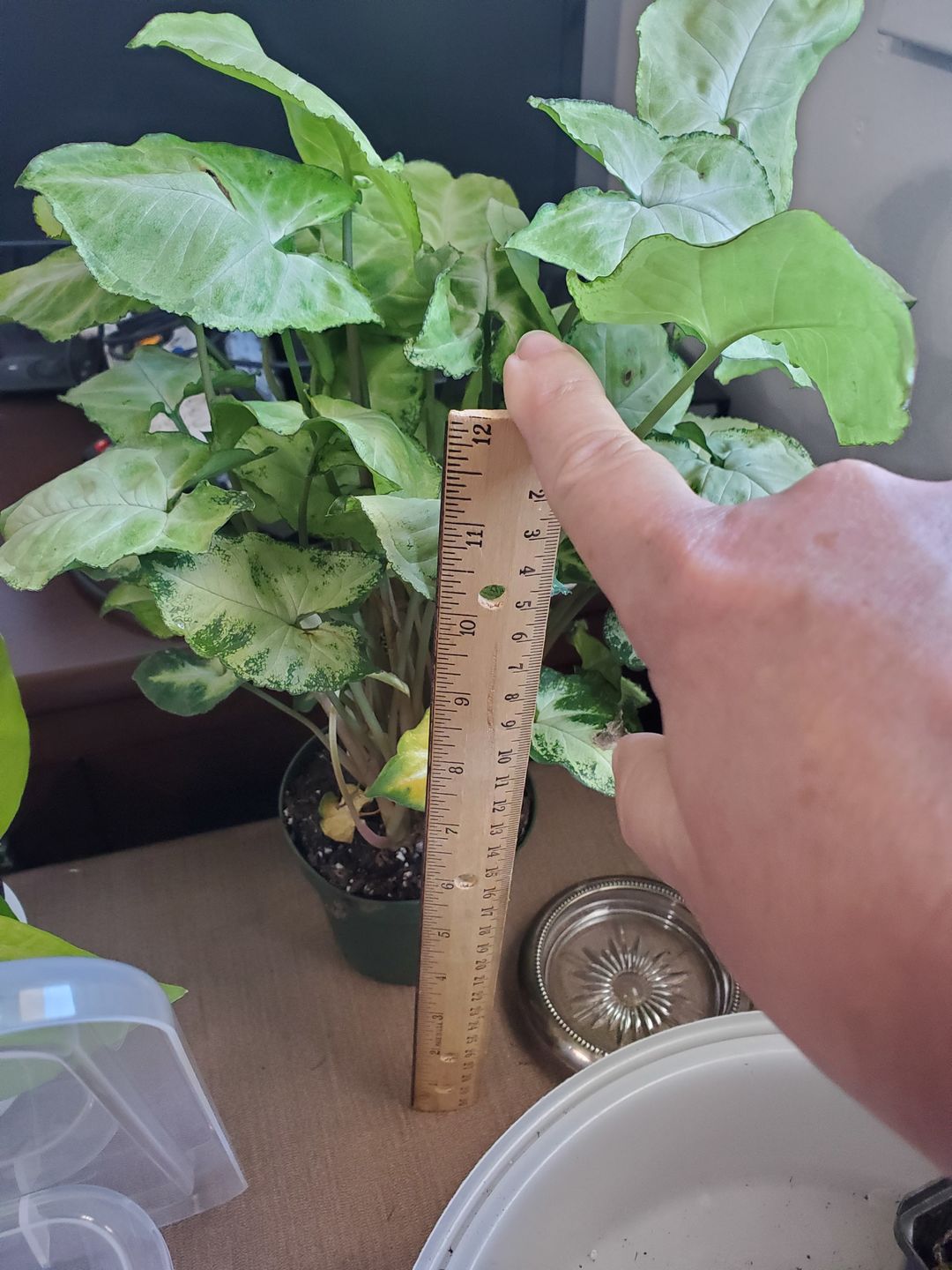 Customer photo review of 4" Syngonium podophyllum 'Pixie'