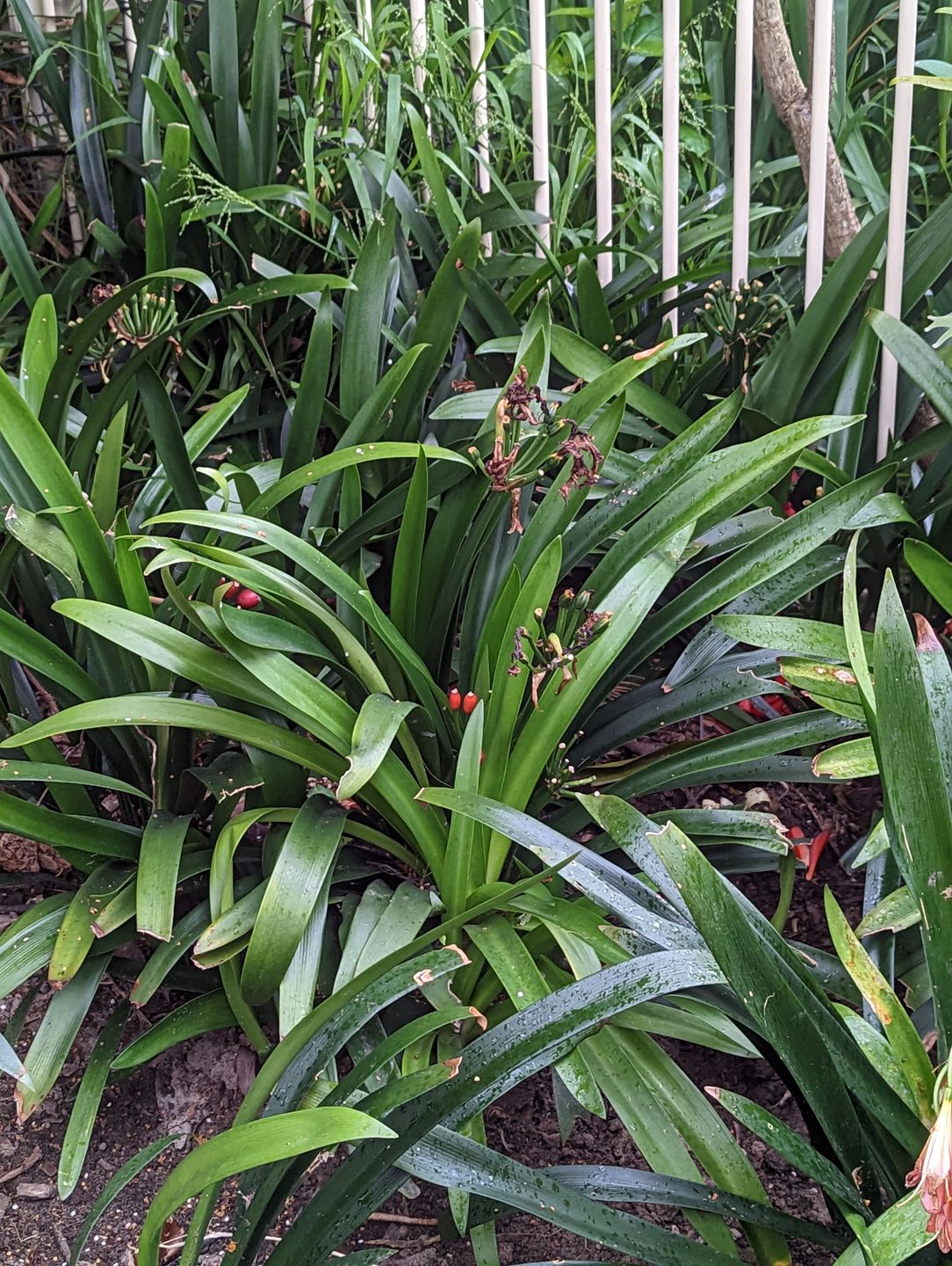 Customer photo review of Clivias