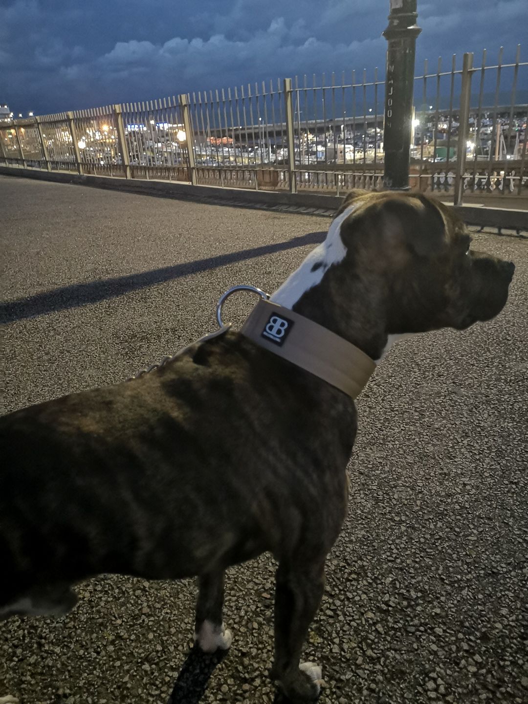Customer photo review of 5cm Combat® Collar | Rated Clip - NO HANDLE - Military Tan v2.0