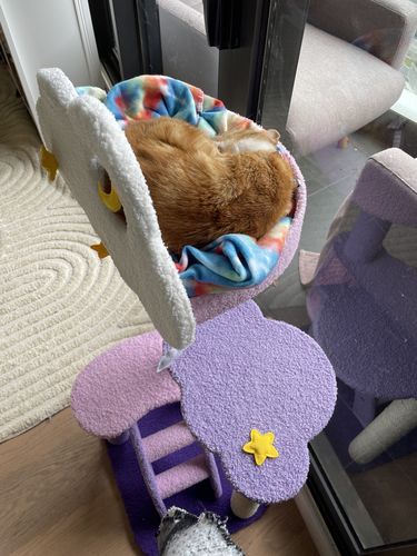 Customer photo review of Crazy Cat Sky Multi-Level Climbing Cat Scratching Post Tree