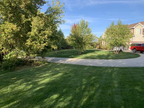 Customer photo review of Protene Performance Spring Fertilizer