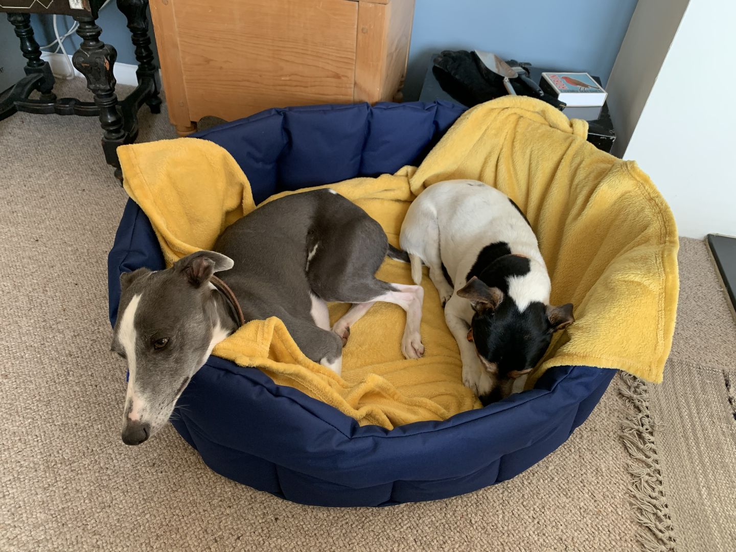 Customer photo review of Country Dog Heavy Duty Oval Waterproof Bed