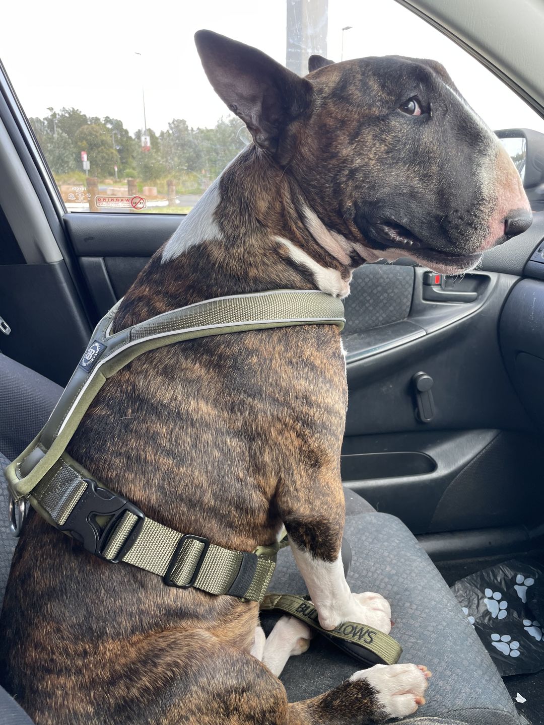 Customer photo review of RR - Slip on Padded Comfort Harness | Non Restrictive & Reflective - Khaki