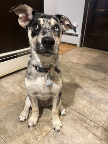 Customer photo review of Explorer