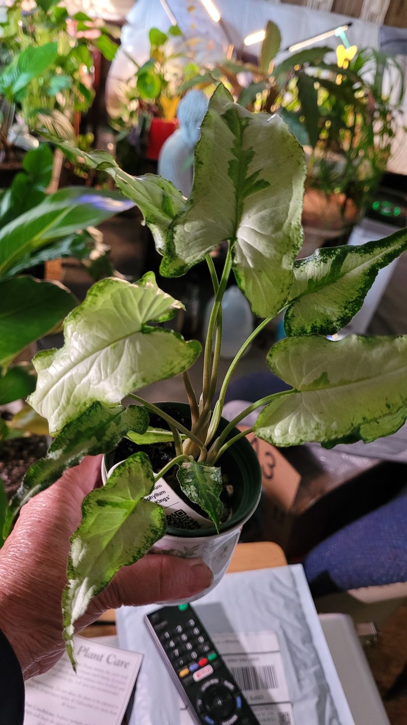 Customer photo review of 3" Syngonium podophyllum 'Three Kings'