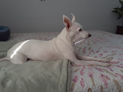 Customer photo review of Dog Love T-Shirt - Project 2520