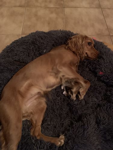 Customer photo review of Puppery Hundebett Wolke 7 - Das Original