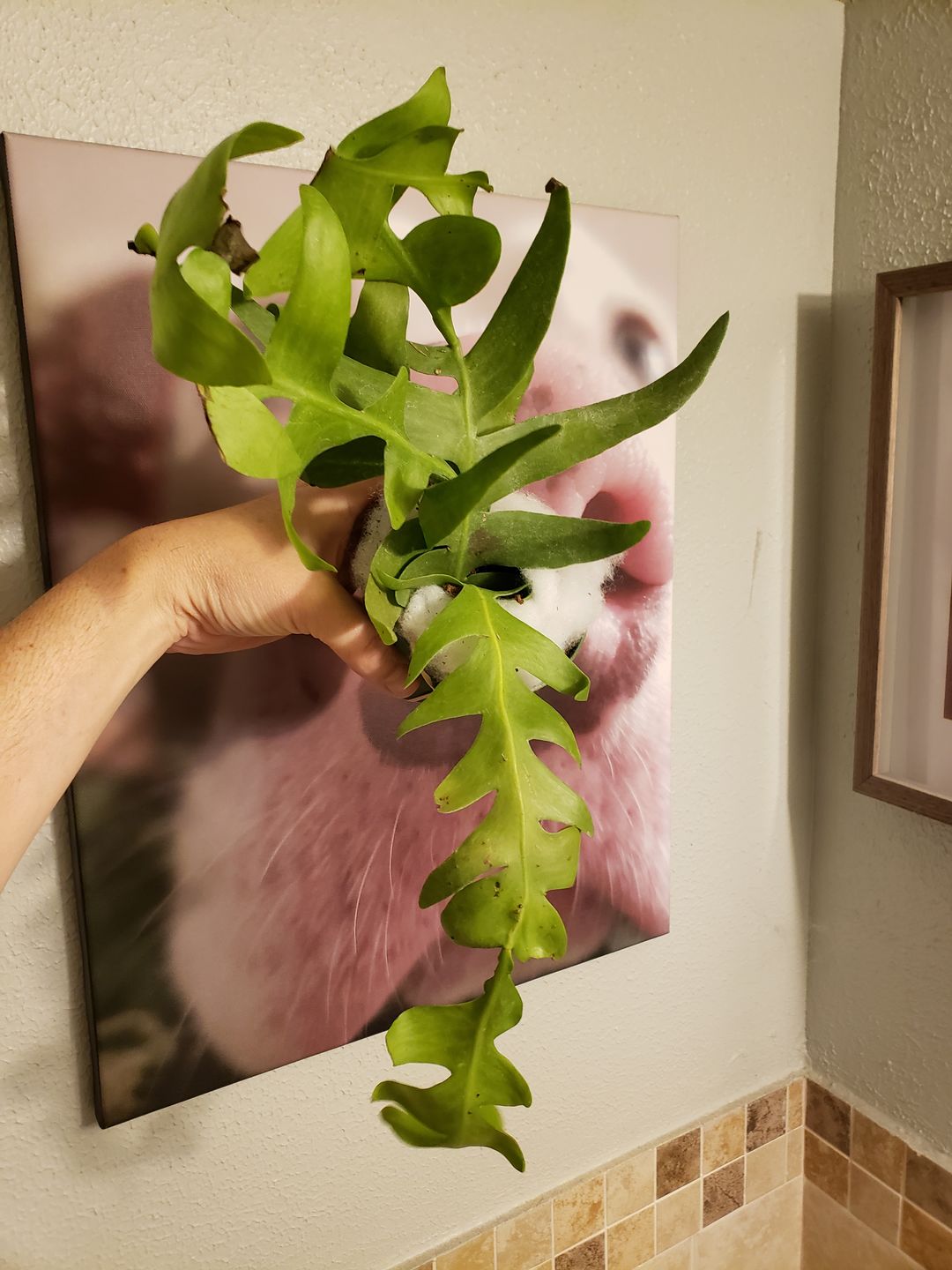 Customer photo review of 4" Cactus Selenicereus chrysocardium "Sharktooth"