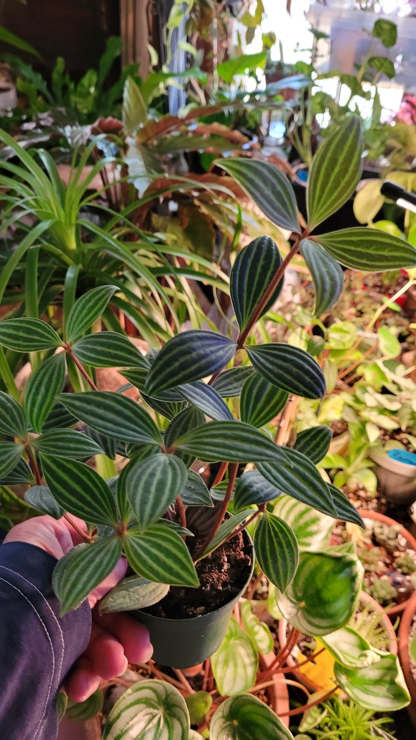 Customer photo review of 3" Peperomia tetragona "Parallel"