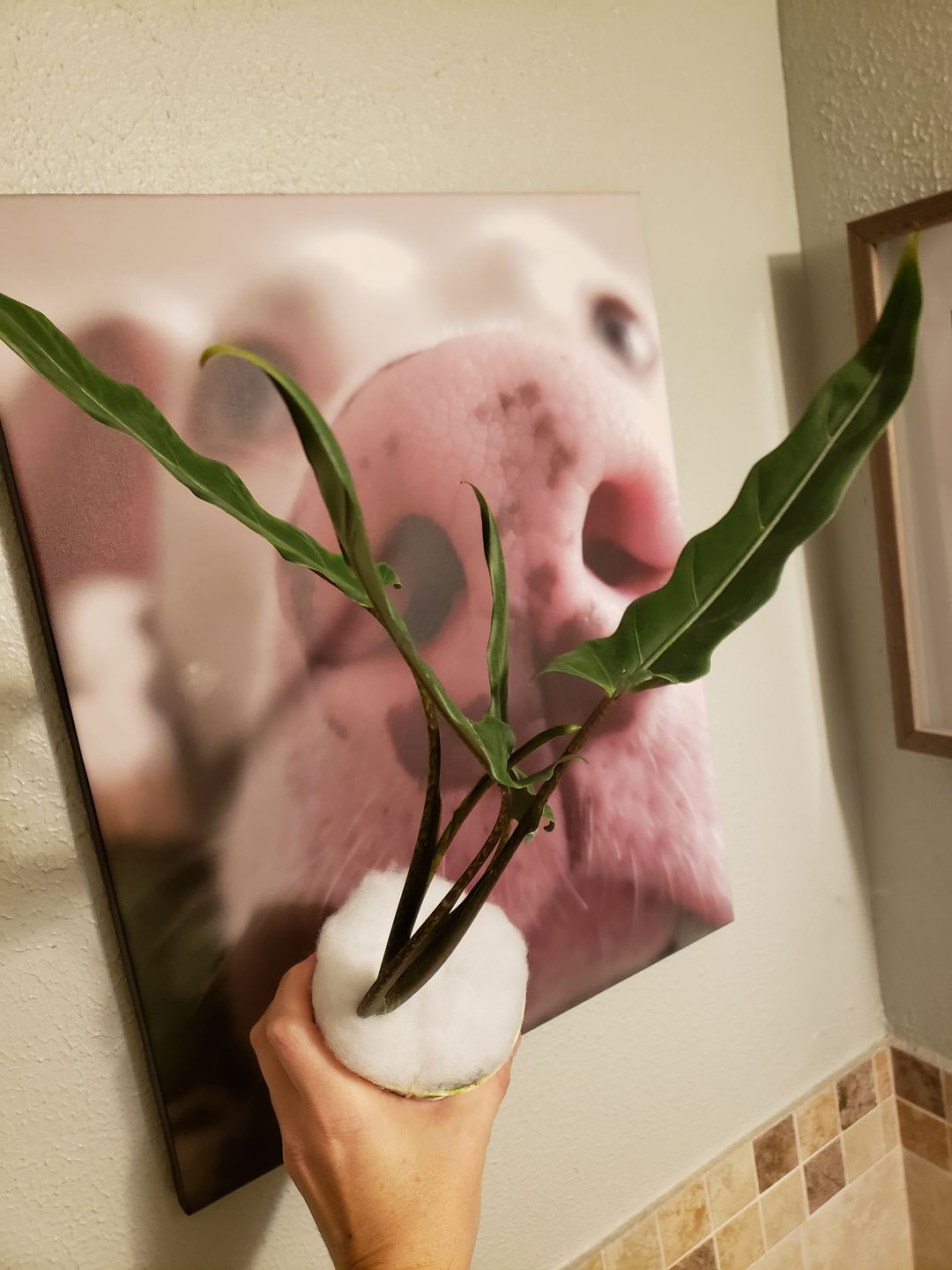 Customer photo review of 4" Alocasia lauterbachiana