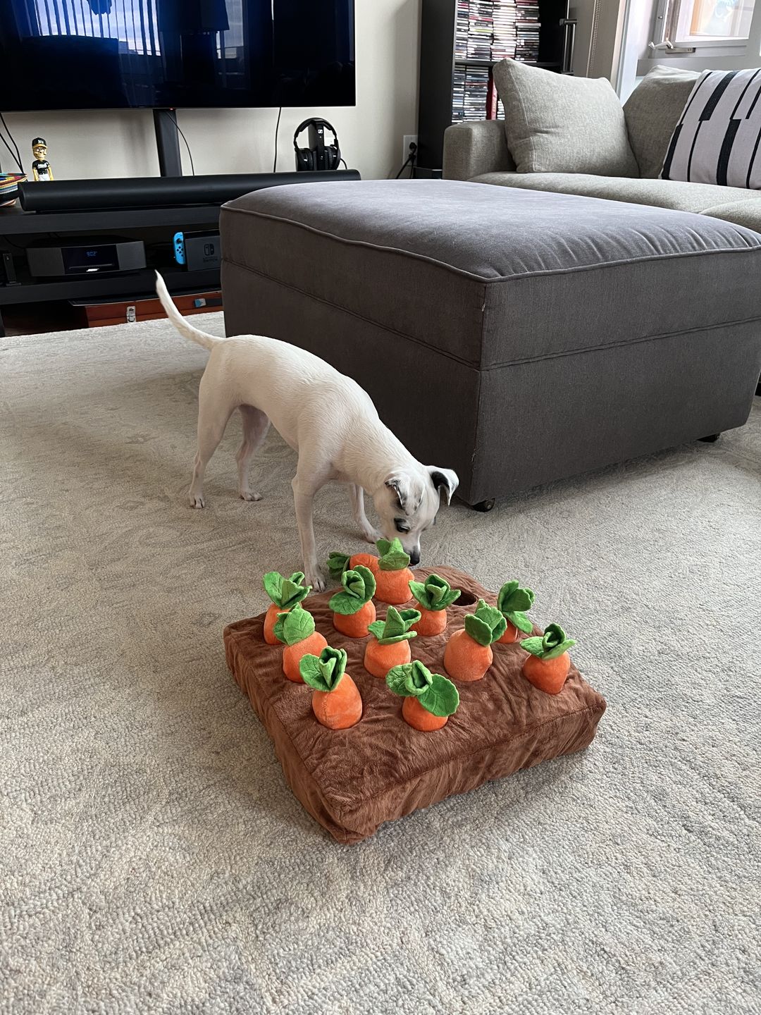 Customer photo review of Carrot Farm
