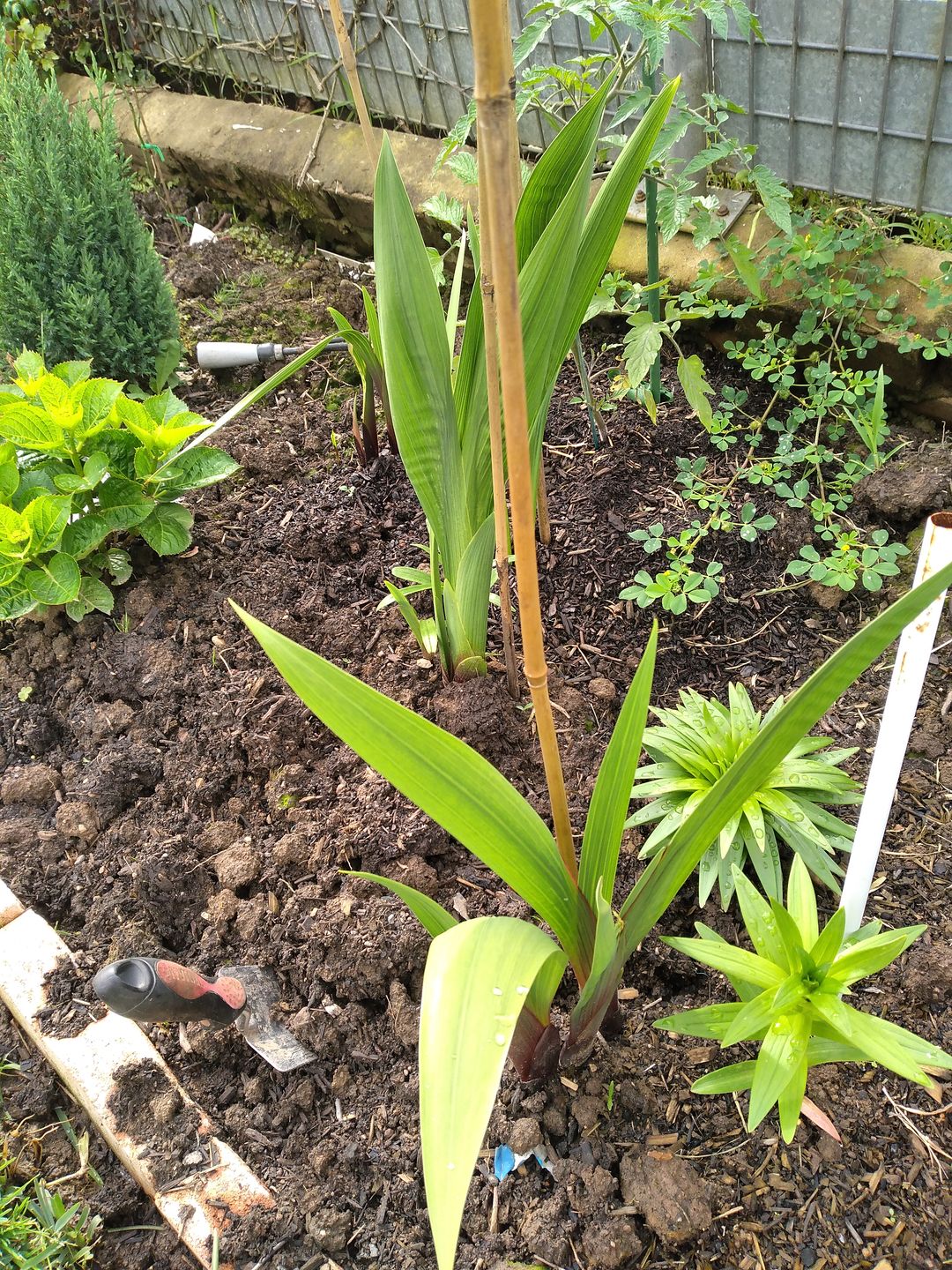 Customer photo review of Gladioli