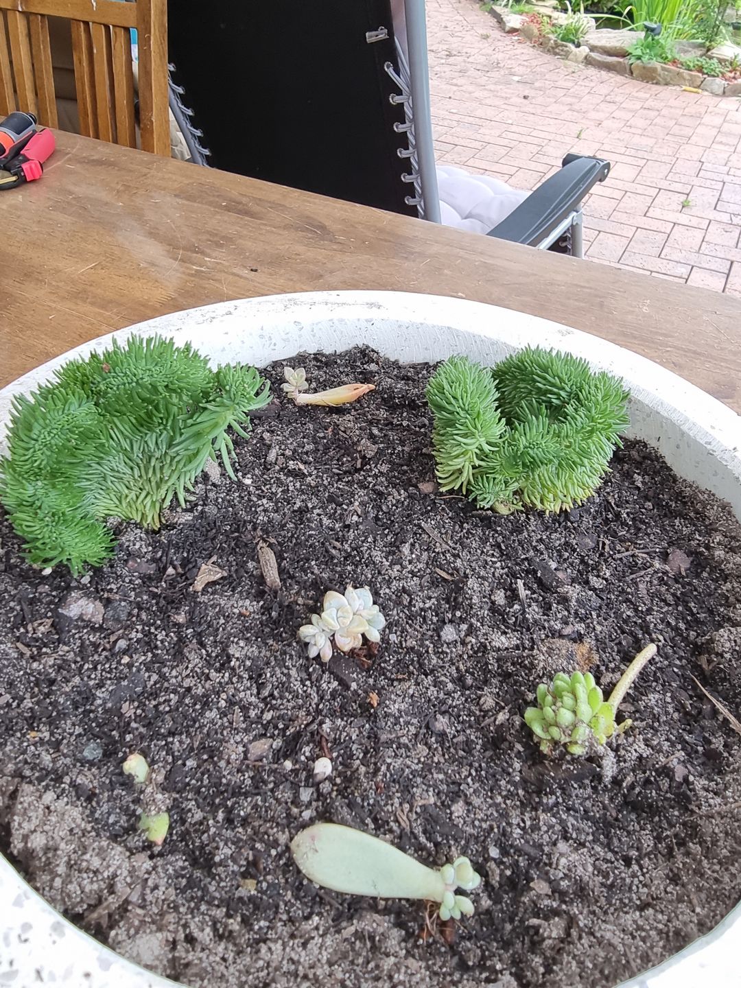 Customer photo review of Sedum rupestre f. cristata