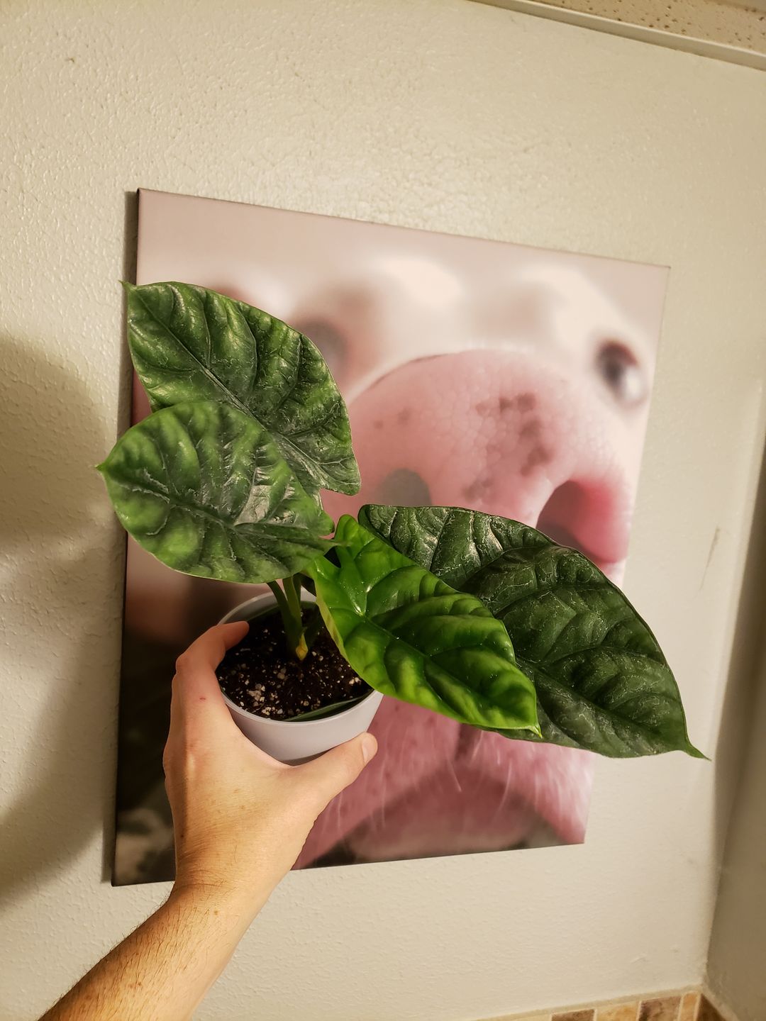 Customer photo review of 4" Alocasia sinuata