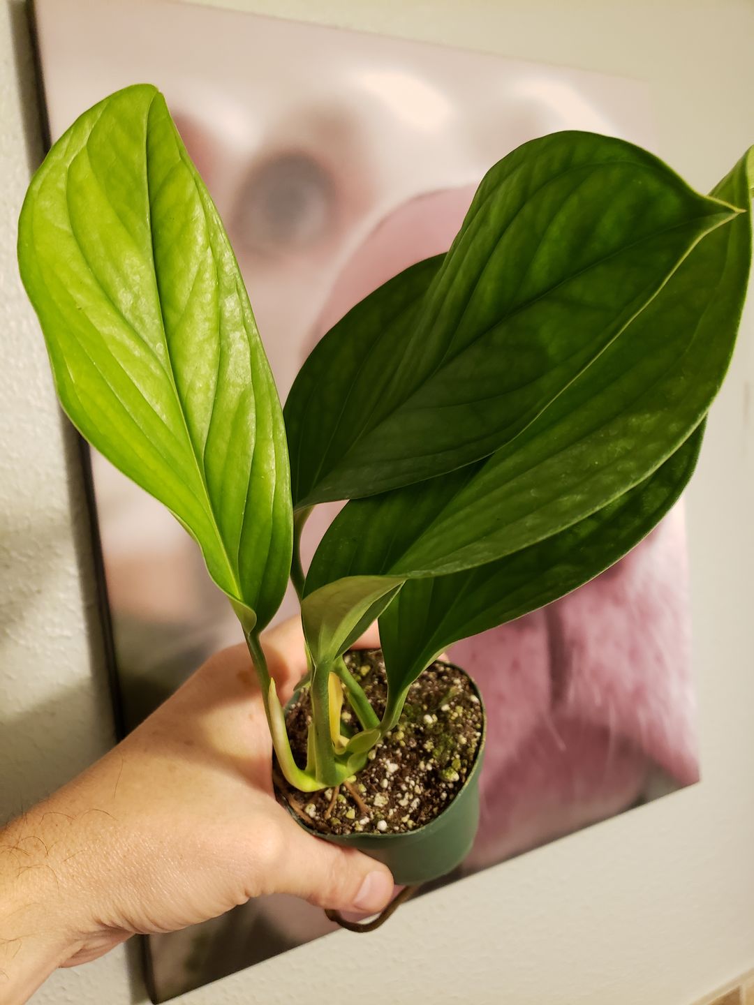 Customer photo review of 3" Monstera pinnatipartita
