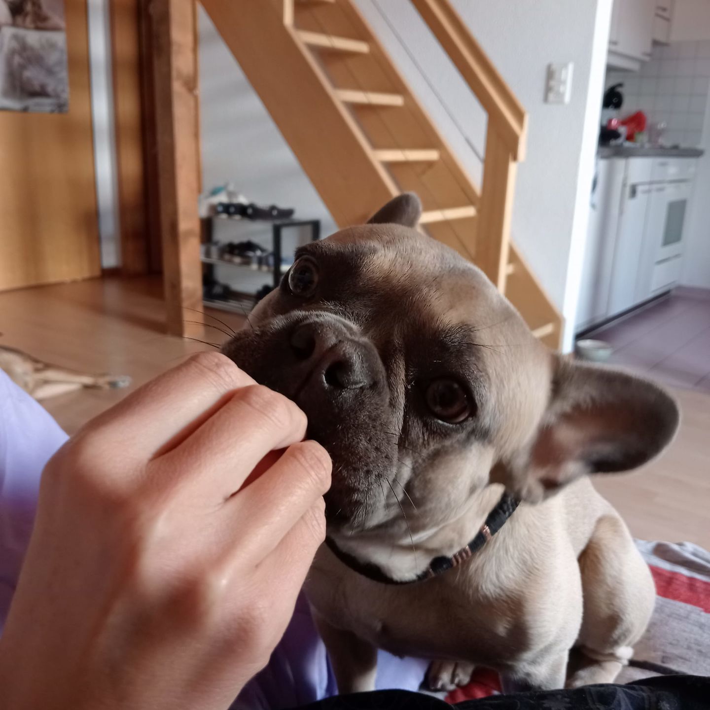 Customer photo review of Nutridog Menu Deluxe Poulet pro Wurst 250g ab 4.20.-
