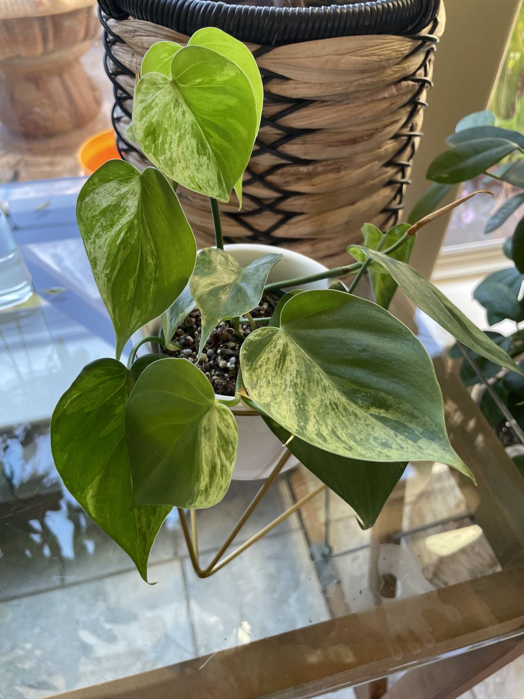 Customer photo review of 3" Philodendron hederaceum variegata