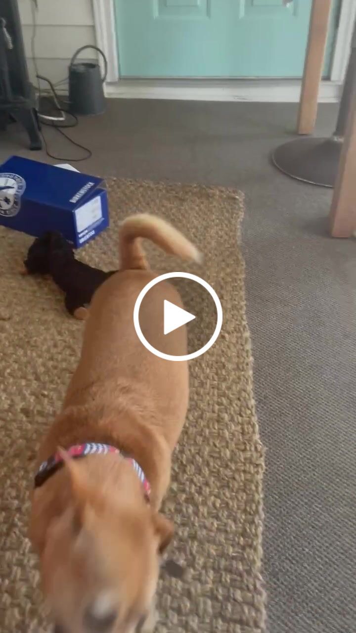 Customer video review of Joe Biden Kamala Harris & Nancy Pelosi Starter Pack Tough Plush Dog Chew Toys with Squeakers - Official Republican Dogs