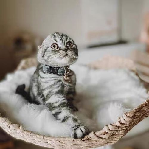 Customer photo review of Michu Selected Real Wood Cat Tree, Medium