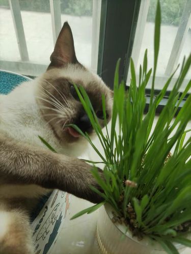 Customer photo review of MAYITWILL All in One Soil Free Cat Grass Grow Kit