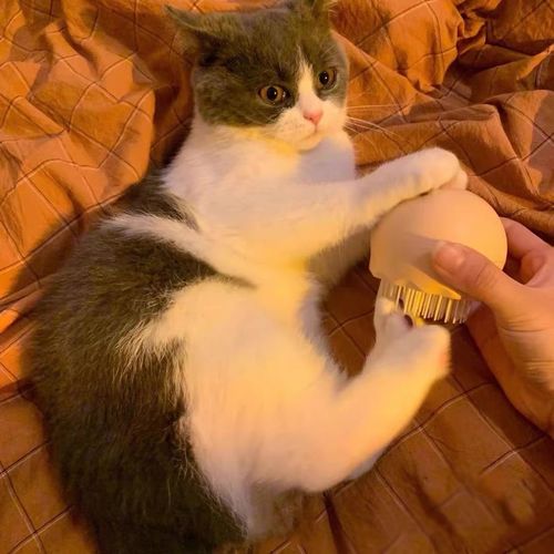 Customer photo review of Mayitwill Jellyfish Massage Cat Comb Pet Brush