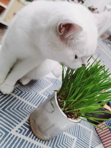 Customer photo review of MAYITWILL All in One Soil Free Cat Grass Grow Kit