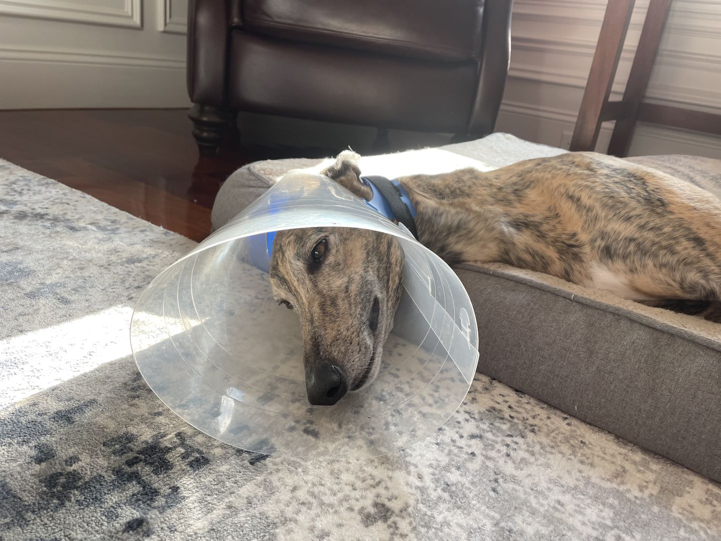 Customer photo review of NovaGuard Recovery Collar