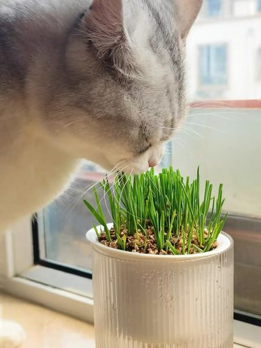 Customer photo review of MAYITWILL All in One Soil Free Cat Grass Grow Kit