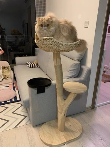 Customer photo review of Michu Selected Real Wood Cat Tree, Medium