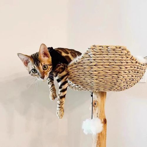 Customer photo review of Michu Selected Real Wood Cat Tree, Medium