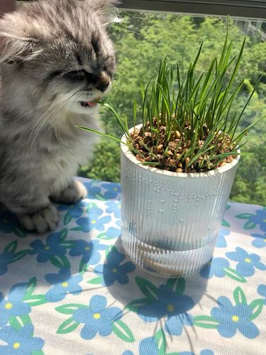 Customer photo review of MAYITWILL All in One Soil Free Cat Grass Grow Kit