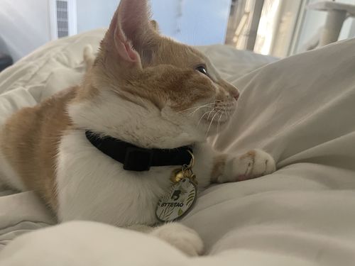 Customer photo review of Evergreen