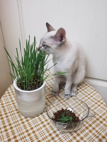 Customer photo review of MAYITWILL All in One Soil Free Cat Grass Grow Kit
