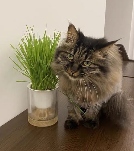 Customer photo review of MAYITWILL All in One Soil Free Cat Grass Grow Kit