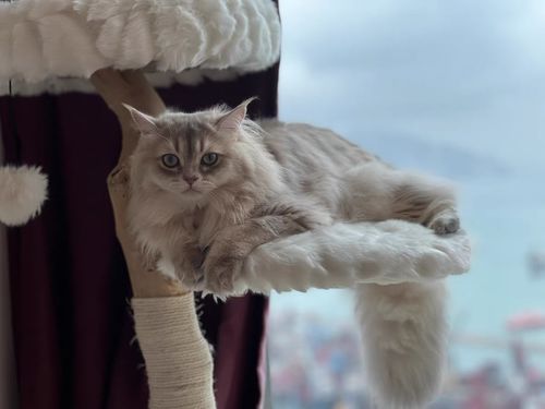 Customer photo review of Michu Selected Real Wood Cat Tree, Medium