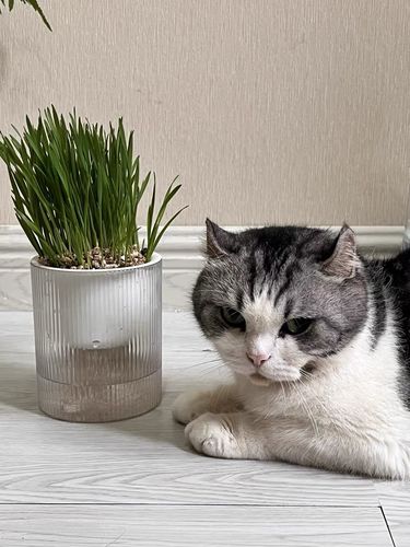 Customer photo review of MAYITWILL All in One Soil Free Cat Grass Grow Kit