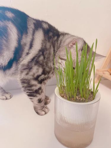 Customer photo review of MAYITWILL All in One Soil Free Cat Grass Grow Kit