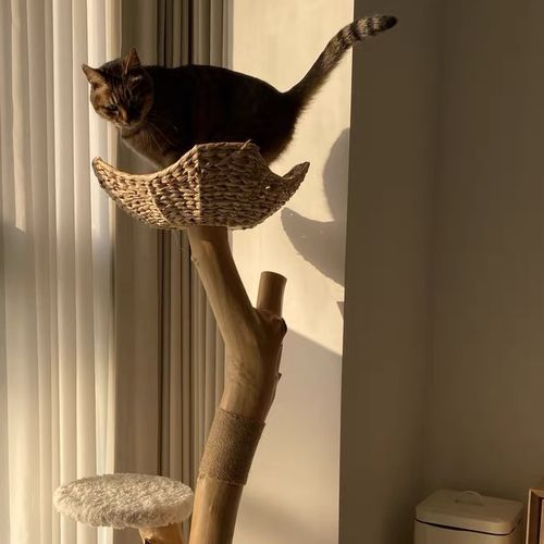 Customer photo review of Michu Selected Real Wood Cat Tree, Medium