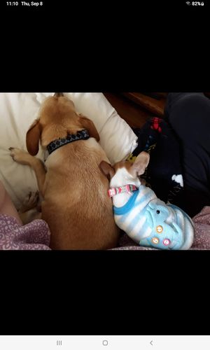 Customer photo review of Paw & Bones