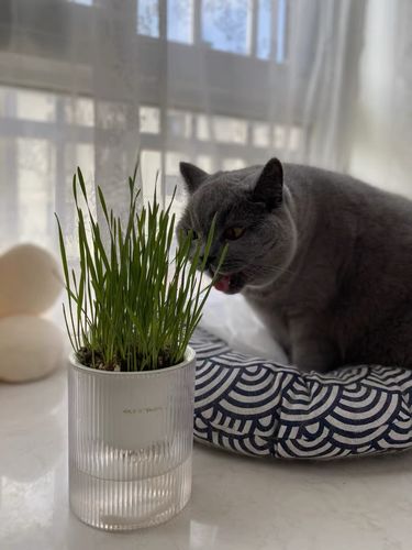 Customer photo review of MAYITWILL All in One Soil Free Cat Grass Grow Kit