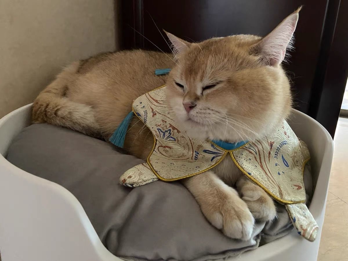 Customer photo review of Mayitwill Cat Litter Box Mat