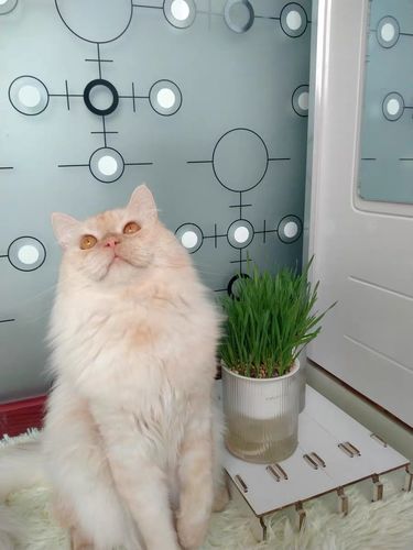 Customer photo review of MAYITWILL All in One Soil Free Cat Grass Grow Kit