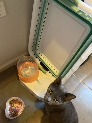 Customer photo review of SupermarCat Bubble Automatic Pet Water Dispenser Feeder Large Capacity 3.5L